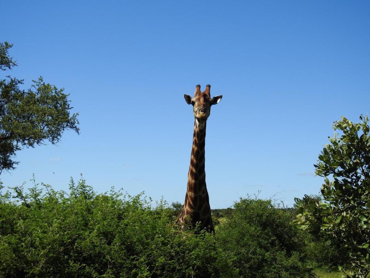 African Dream Tour Hoedspruit Kültér fotó