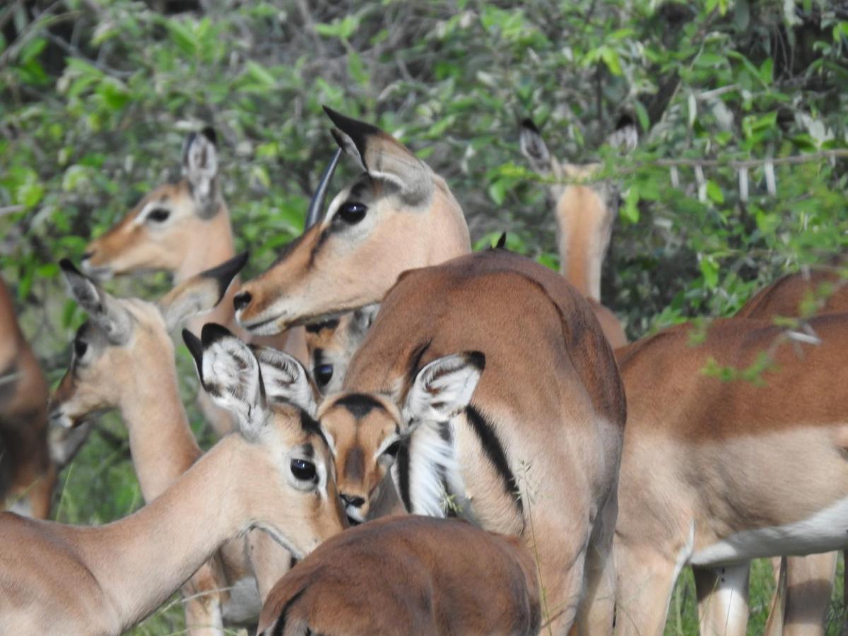 African Dream Tour Hoedspruit Kültér fotó
