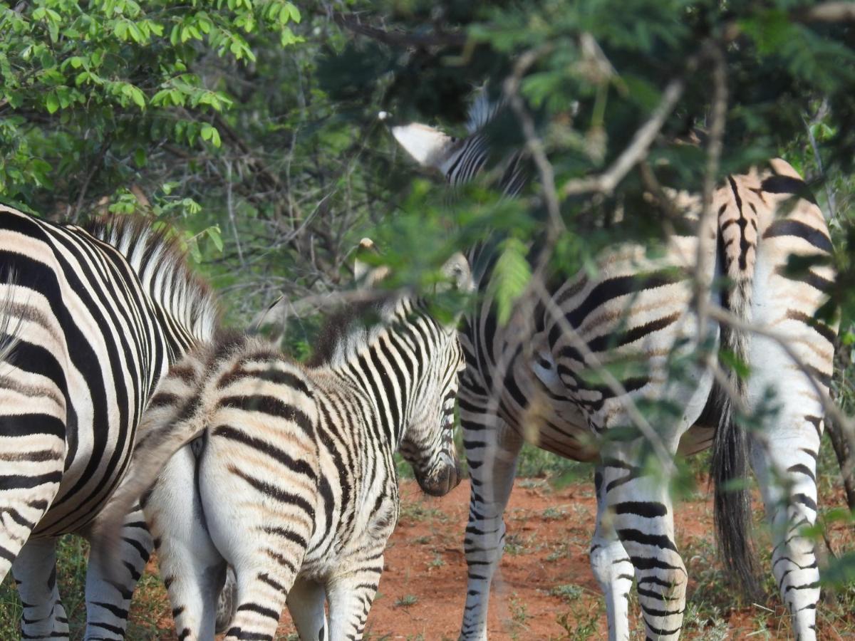 African Dream Tour Hoedspruit Kültér fotó