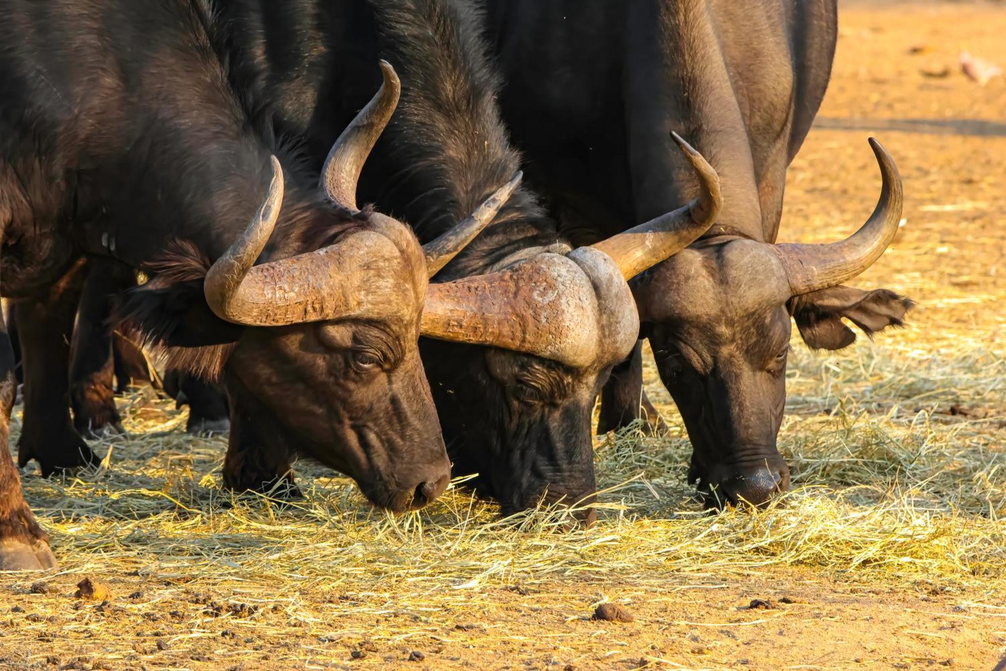 African Dream Tour Hoedspruit Kültér fotó