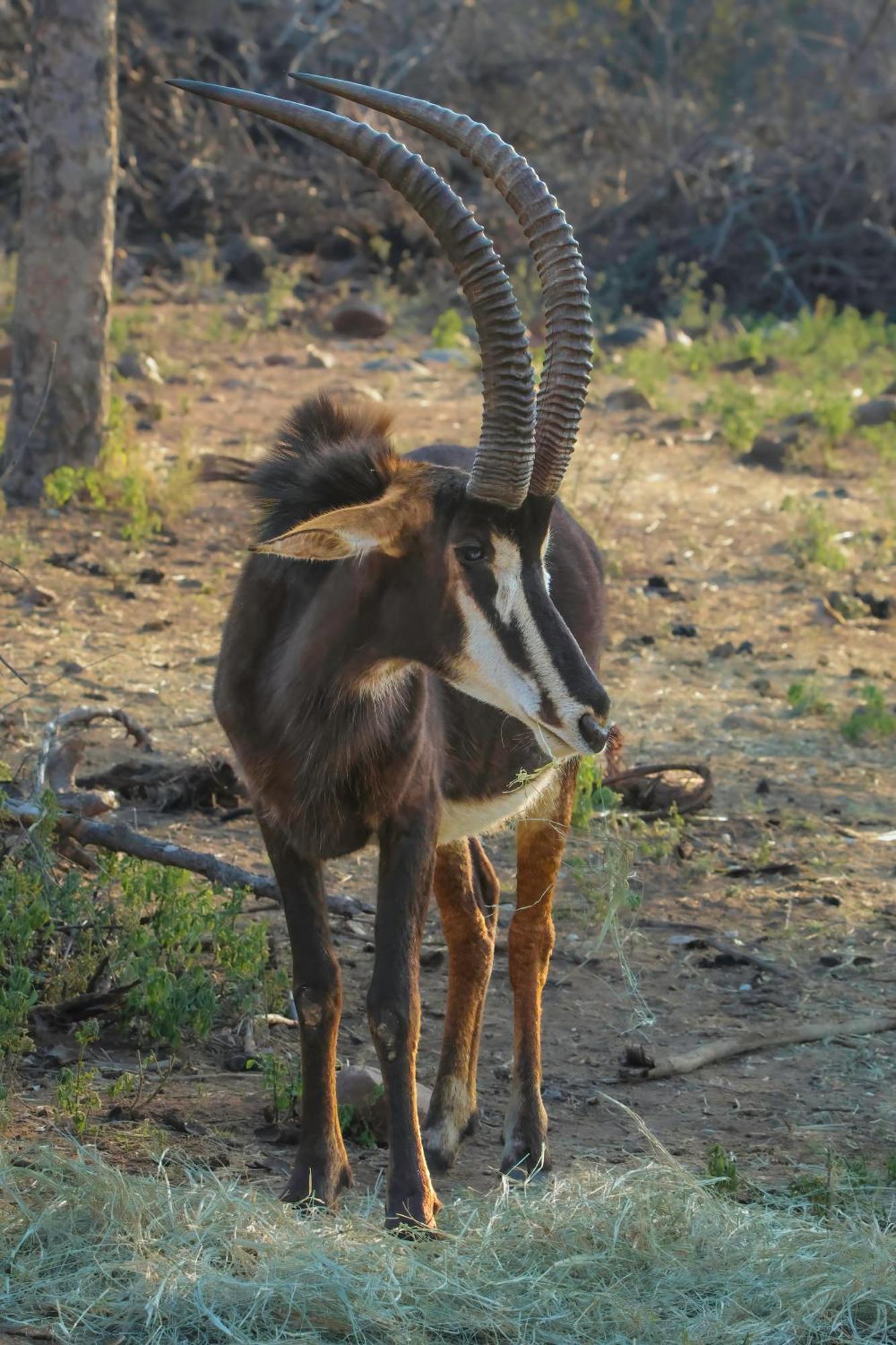 African Dream Tour Hoedspruit Kültér fotó